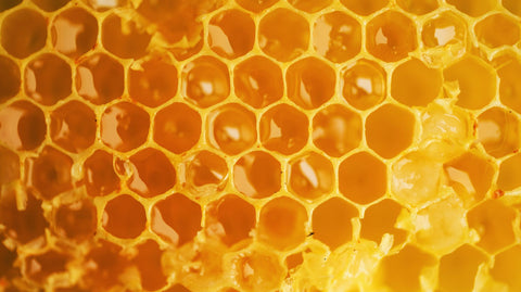 The Historical Importance of Honey: From Ancient Traditions to Modern-Day Uses - Ames Farm Single Source Honey