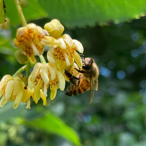 Basswood Honey - Ames Farm Single Source Honey