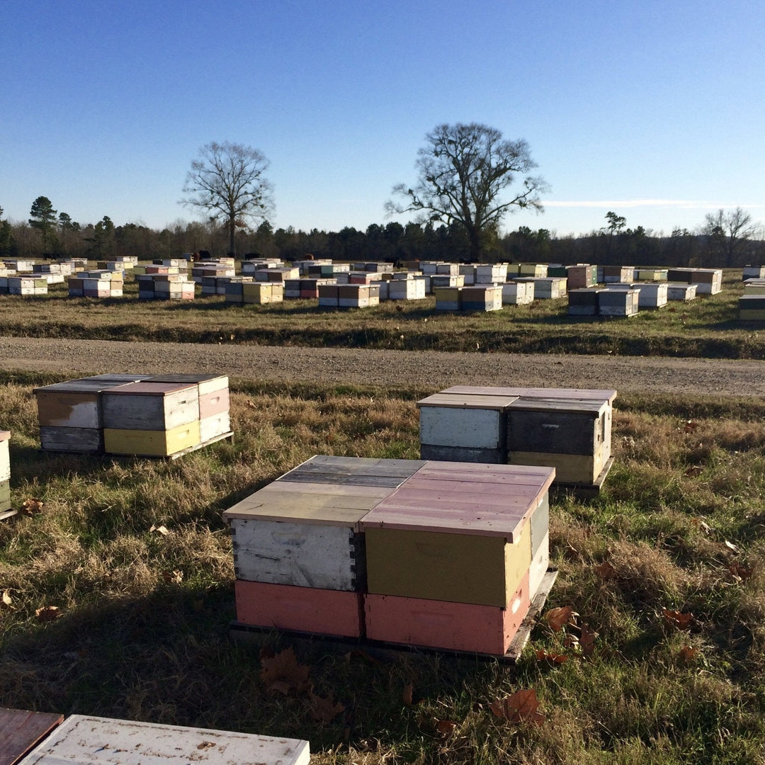 Bees For Sale in East Texas Nucs For Sale Ames Farm Single Source Honey